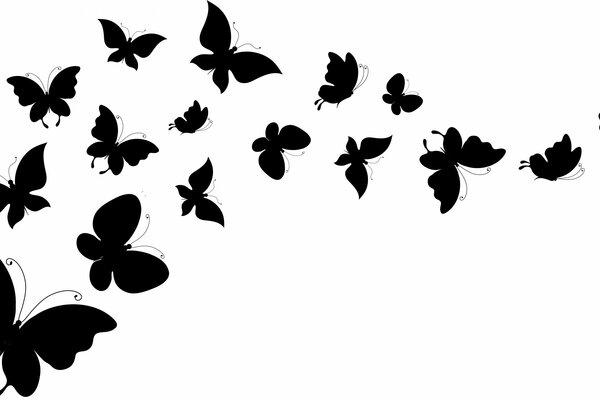 Silhouettes of flying butterflies on a white background