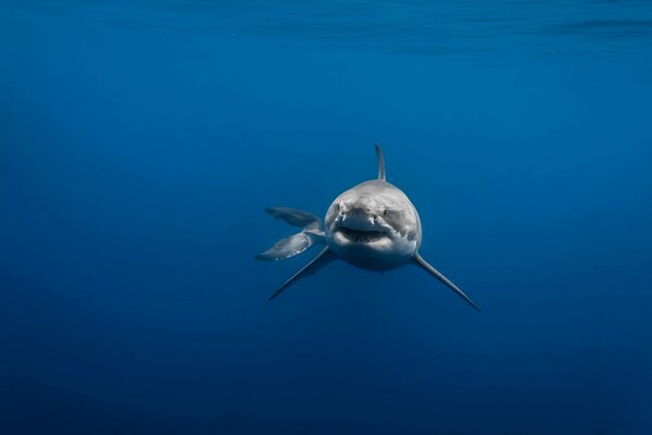 Il pesce predatore-squalo bianco nuota nel mare