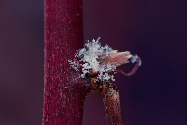 Fiocco di neve su un ramoscello rotto del tronco