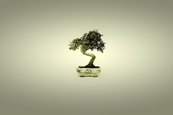 Japanischer Minimalismus - Bonsai-Baum