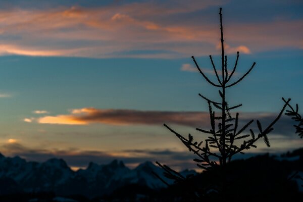 Weihnachtsbaum auf dem Hintergrund der Schweizer Berge