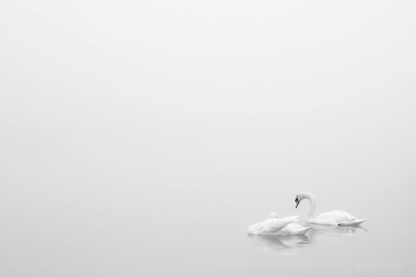 White swans in nature