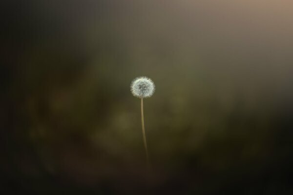 Minimalistic photo of a white dandelion