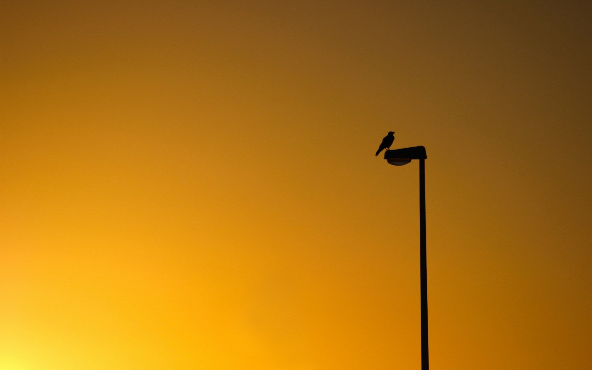 poultry sunset minimalism