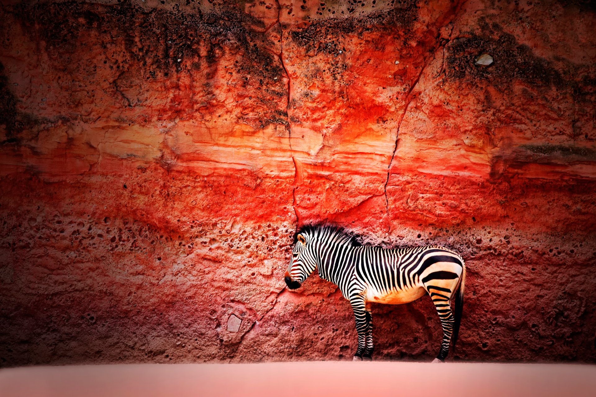 zebra wall stone