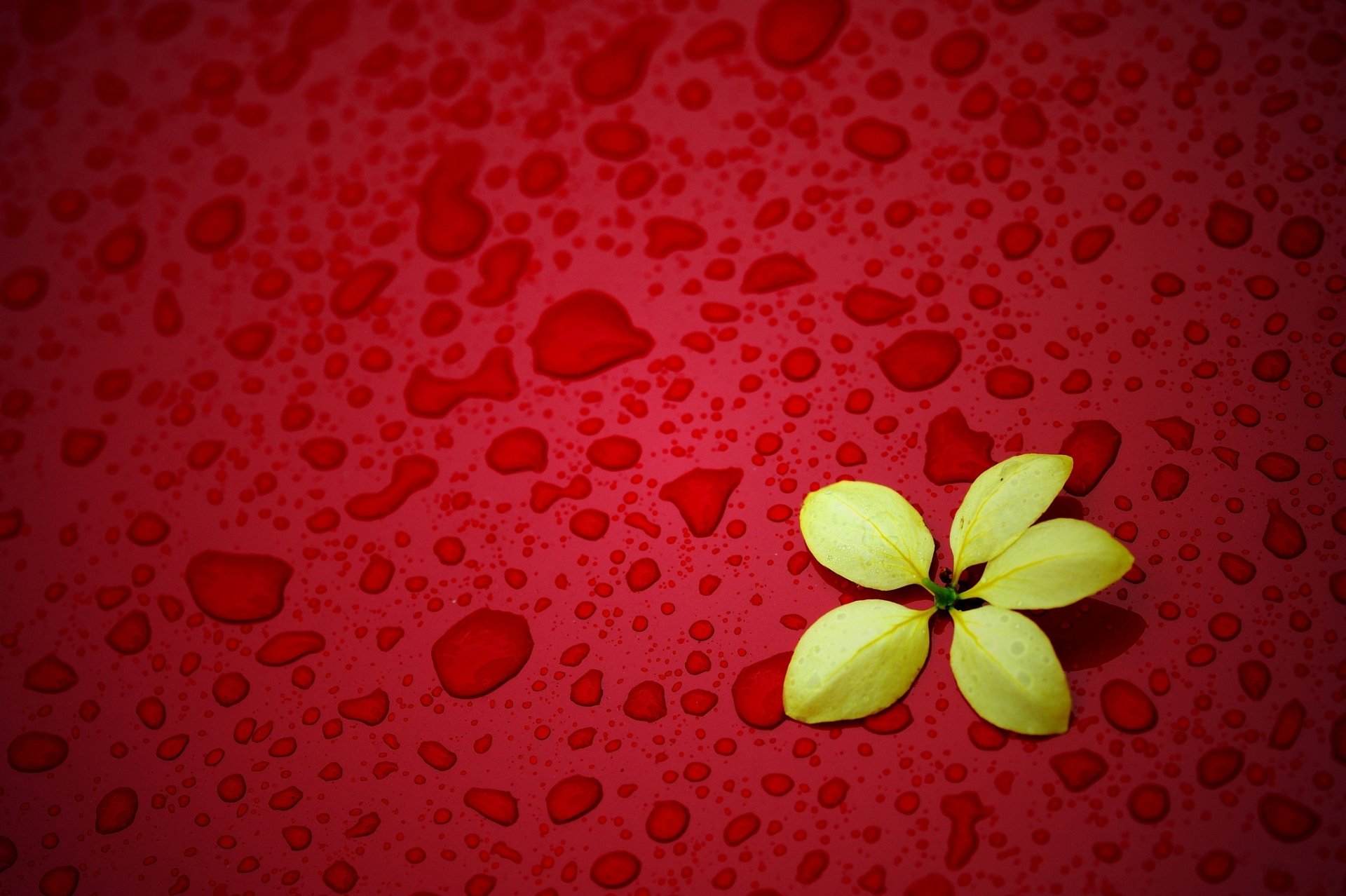 flor amarillo fondo rojo gotas