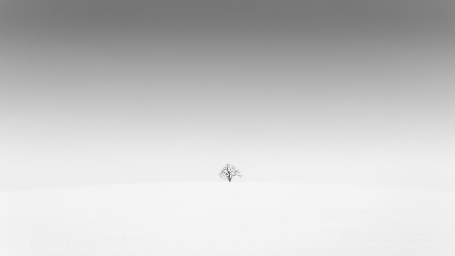 the field tree minimalism