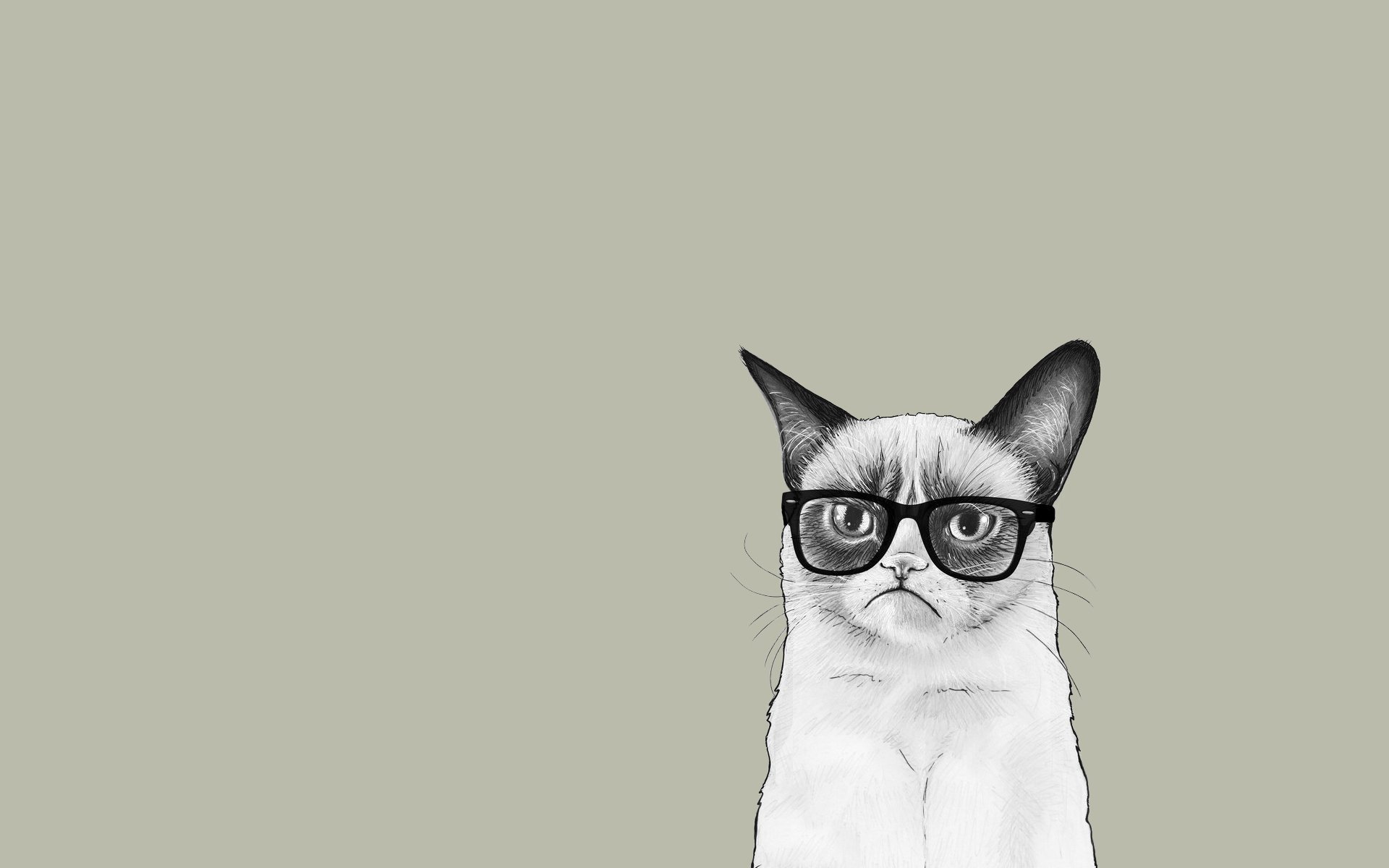 angry cat cat cat grumpy cat tardar sauce tardar sauce minimalism glasse