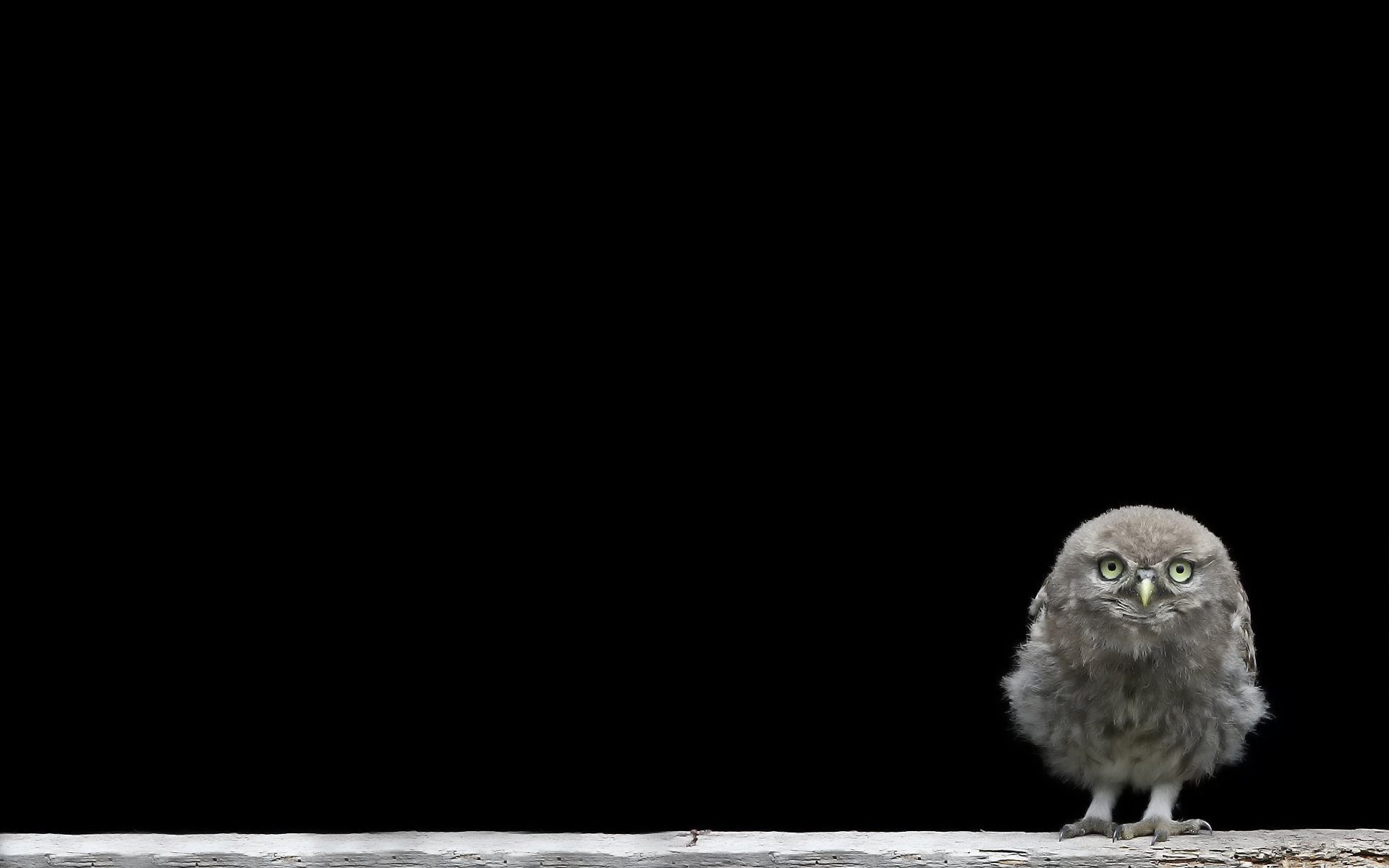 owlet chick background