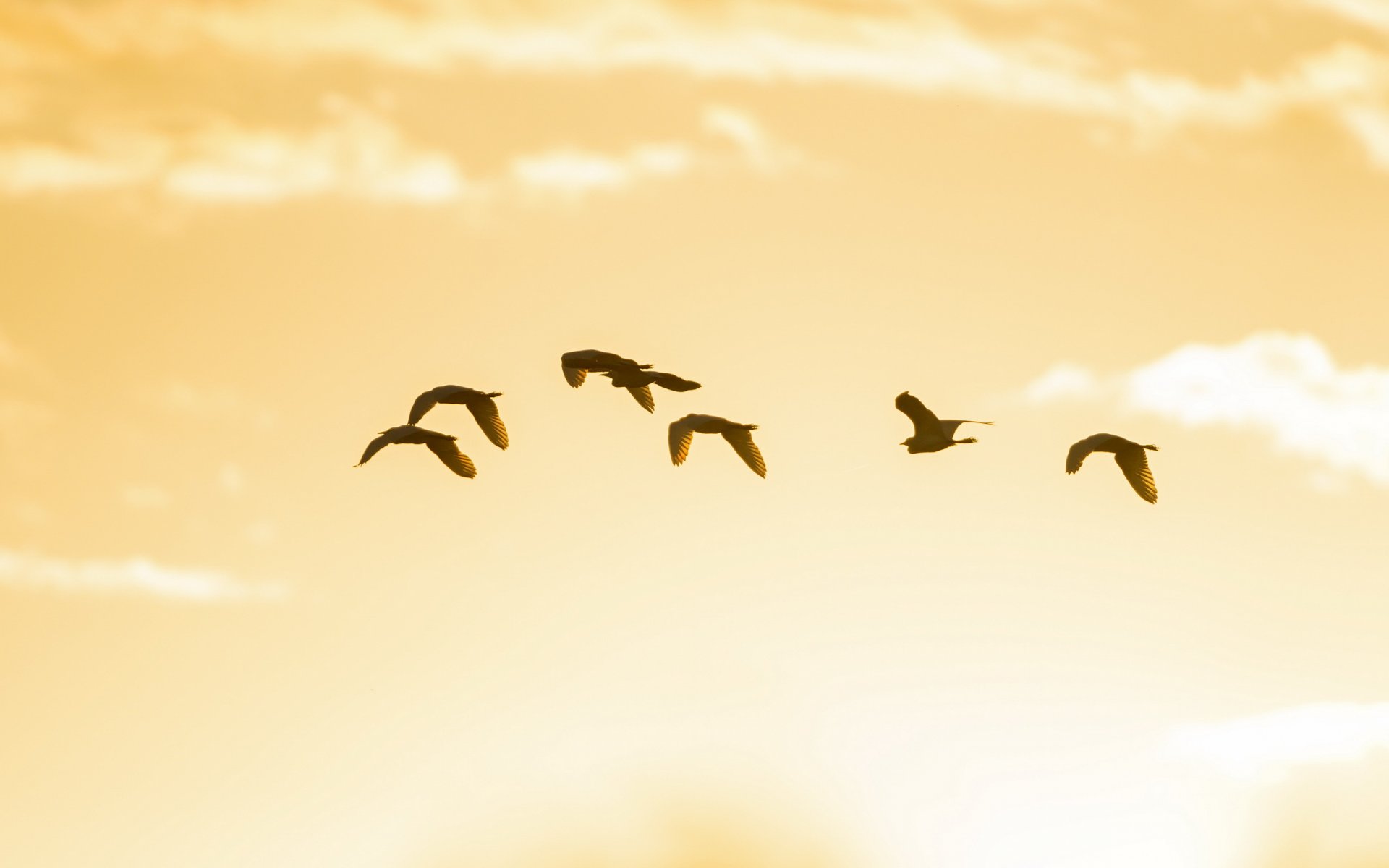 cielo uccelli minimalismo