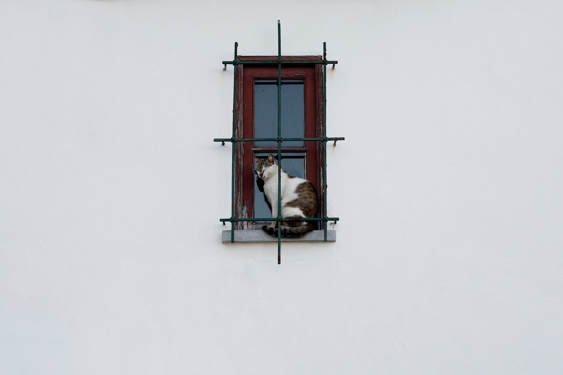 fenêtre chat