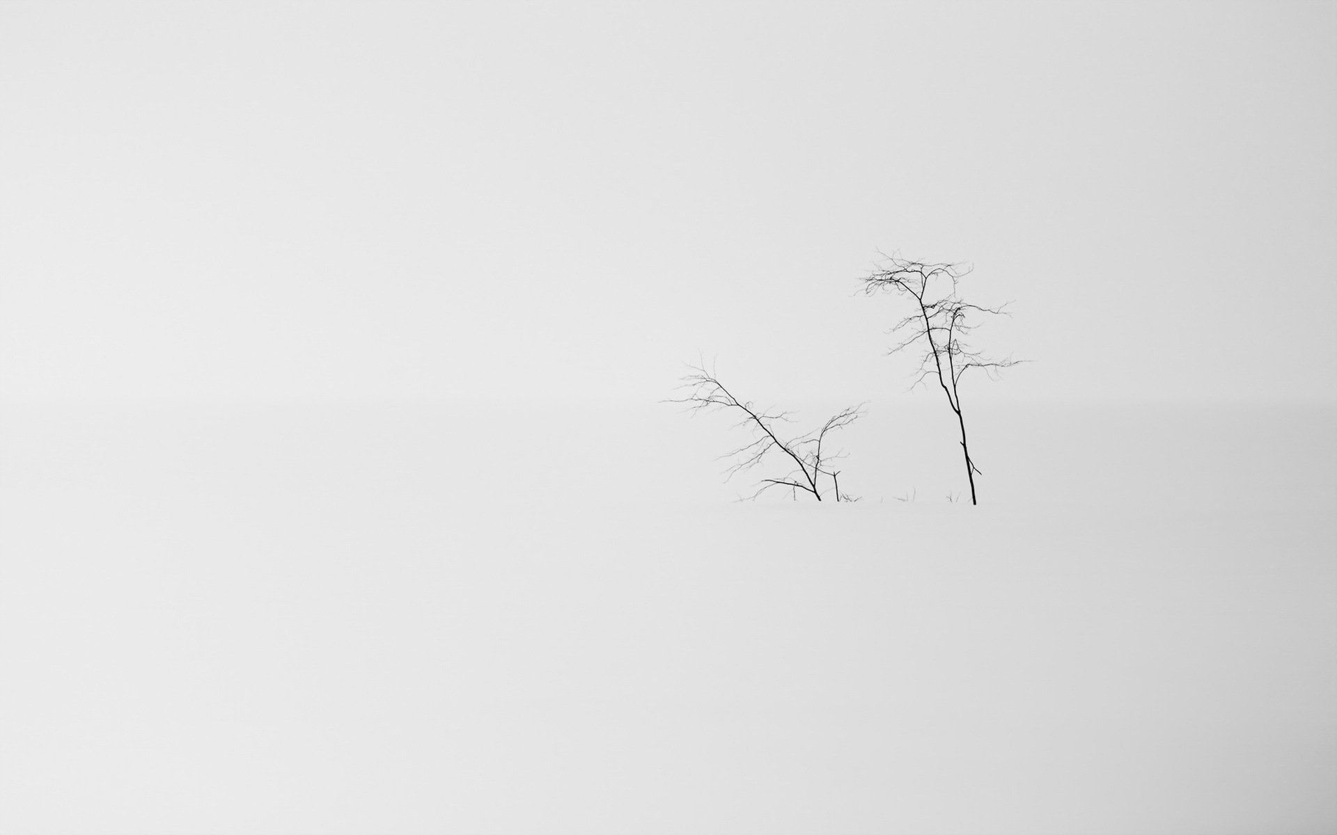 nieve árboles naturaleza minimalismo