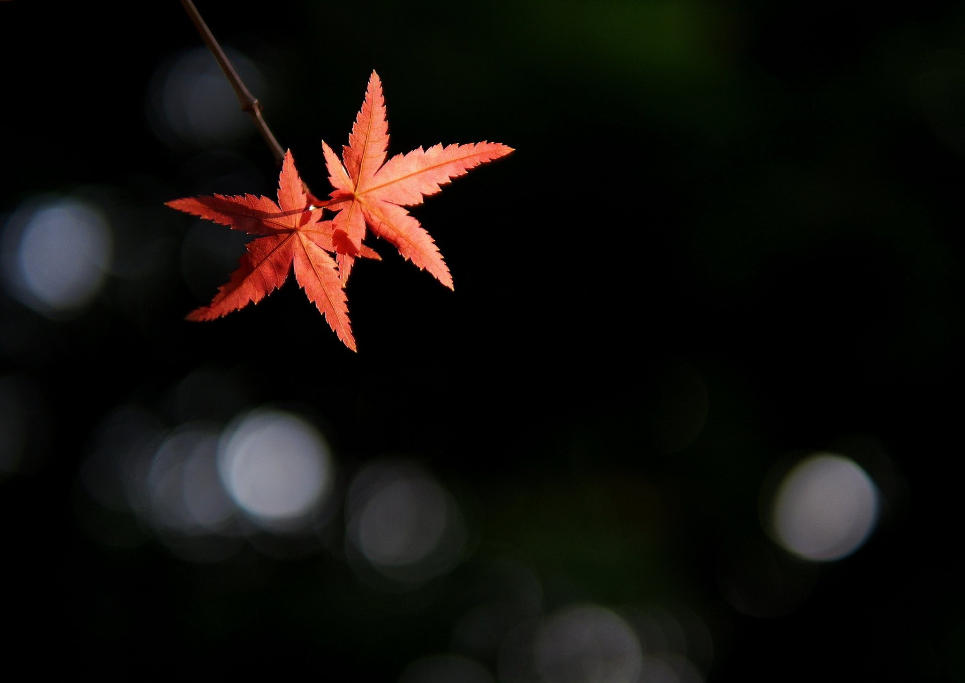 branche feuilles éblouissement fond