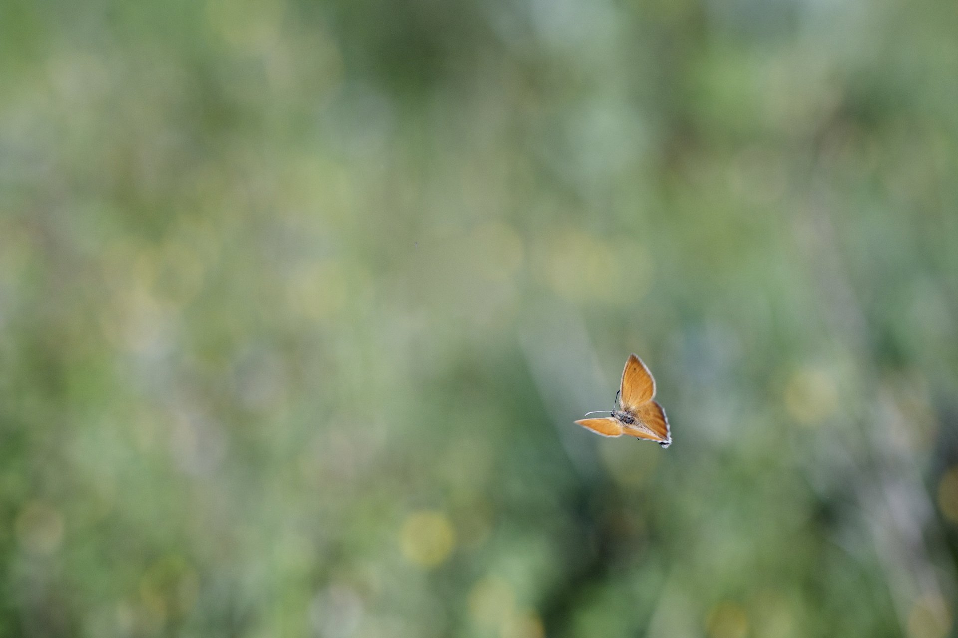 schmetterling fliegen hintergrund blendung unschärfe