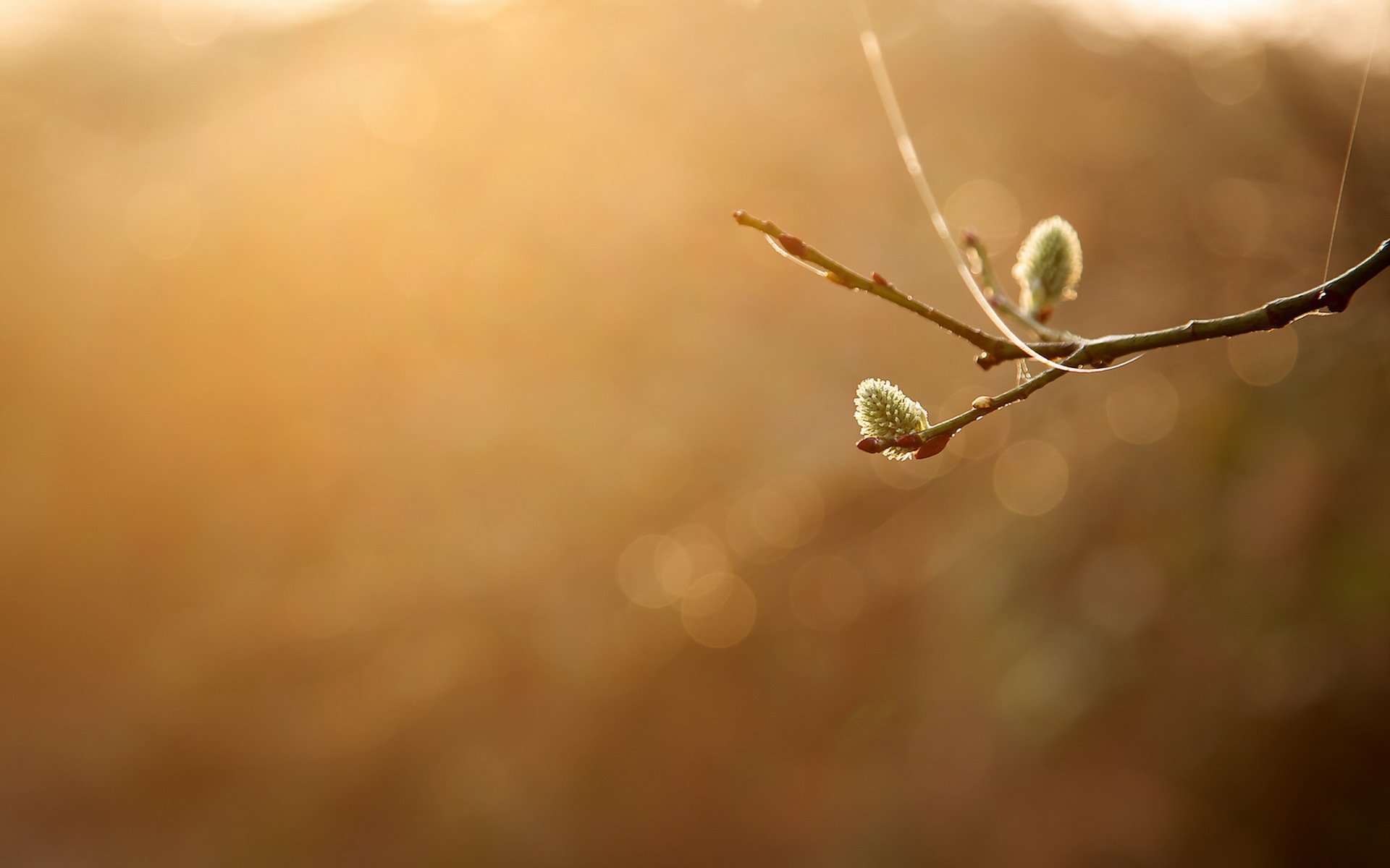 branch nature minimalism