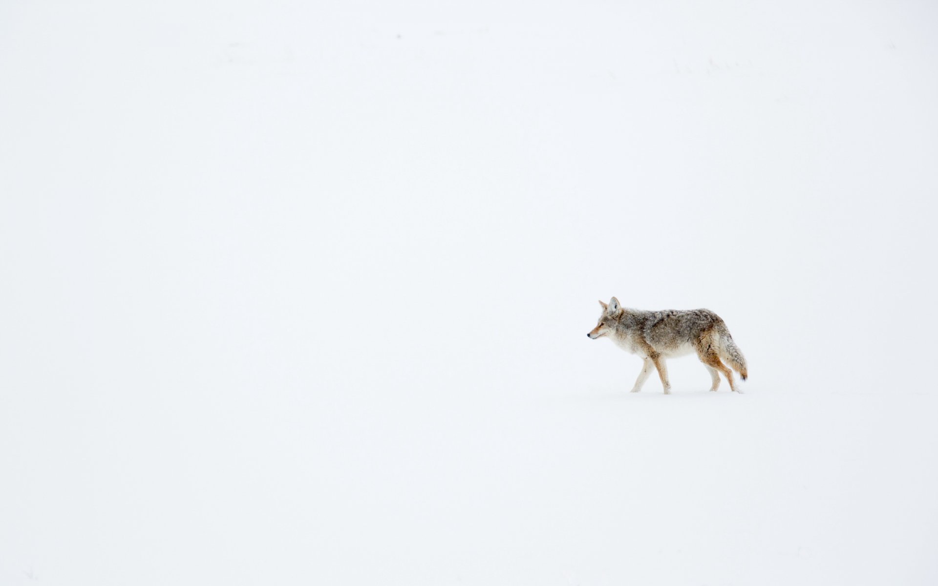 hiver neige coyote loup des prairies