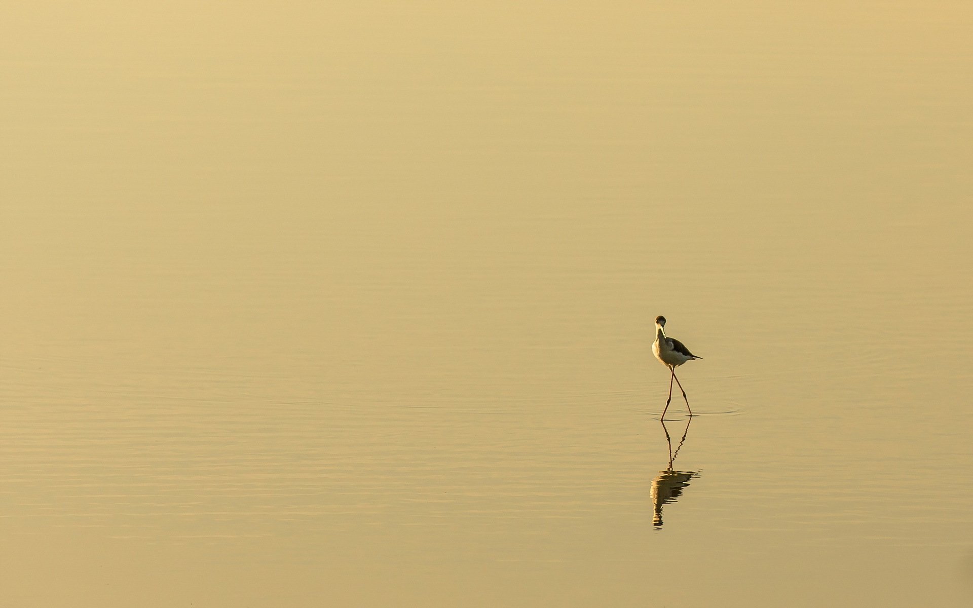 vogel natur minimalismus