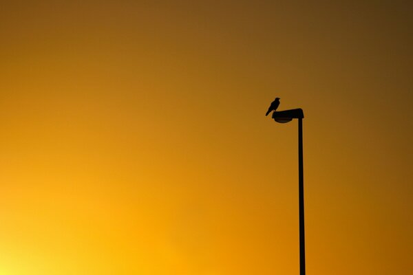 Pájaro en un poste en el fondo de la puesta de sol