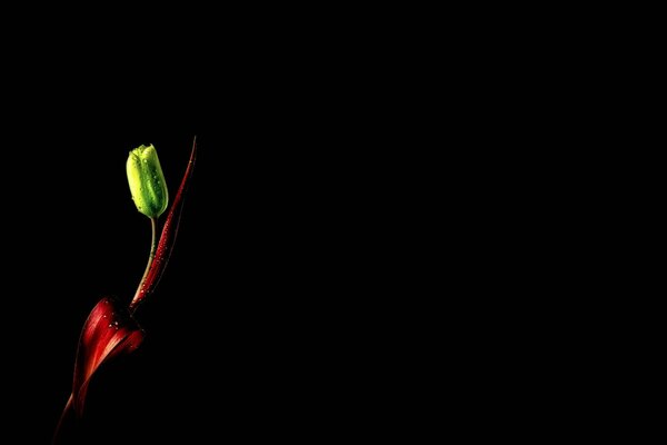 Green tulip with red leaves