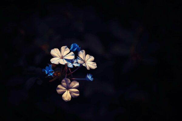 Un pequeño ramo de flores sobre un fondo negro