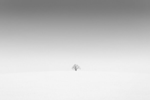 Photo of a lonely tree in a snow-covered field