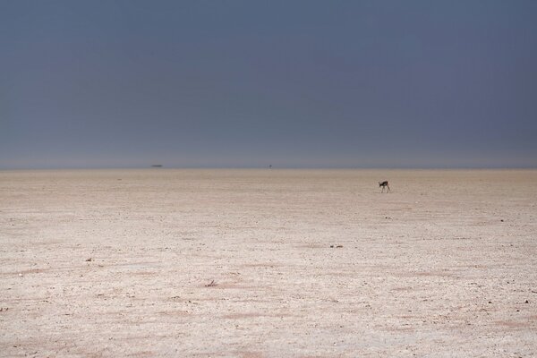 Corzo en el desierto desde lejos