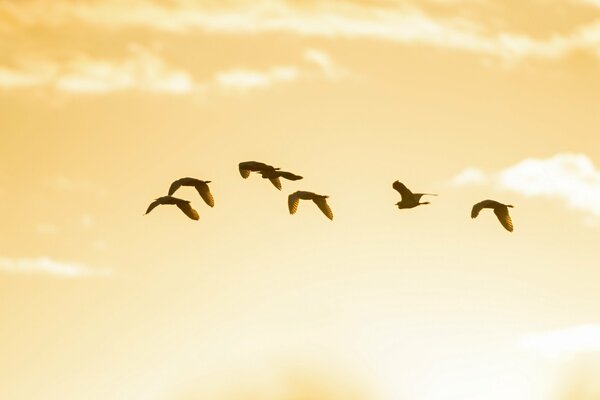 A flock of birds is flying in the beautiful sky