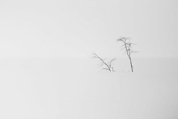 Snowy minimalistic landscape. Two trees in the snow