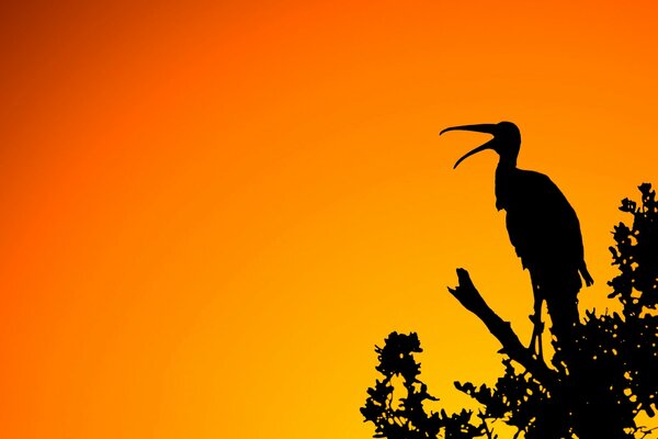 Silhouette eines Vogels auf einem Ast