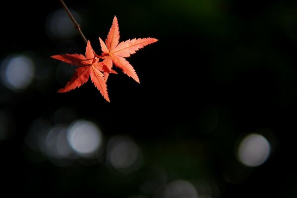 Two leaves on a background of glare