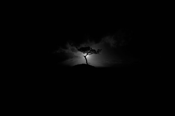 A dark tree in a beam of light on a black background