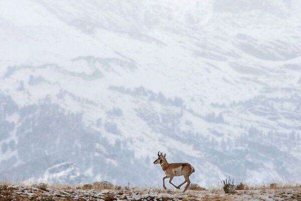 Fawn on the background of snow-capped mountains