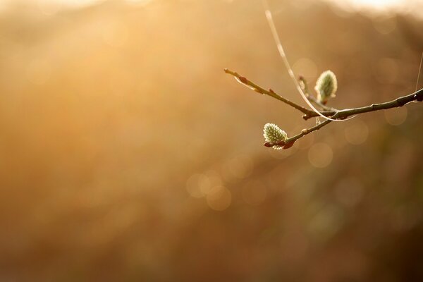 Photos of willow branches in nature