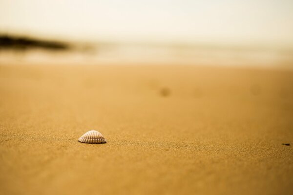 Concha en la playa de arena