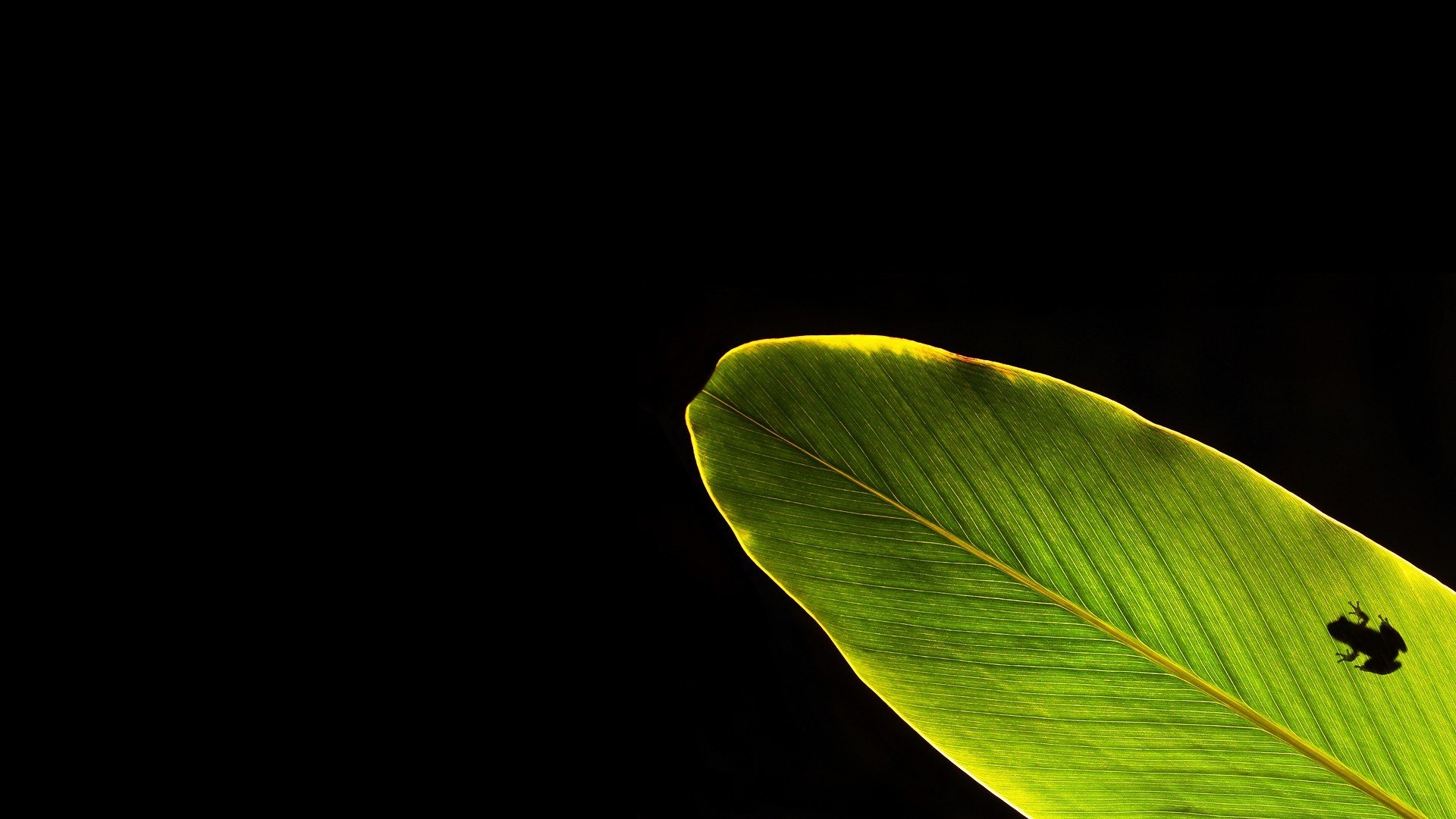 dunkler hintergrund blatt frosch silhouette