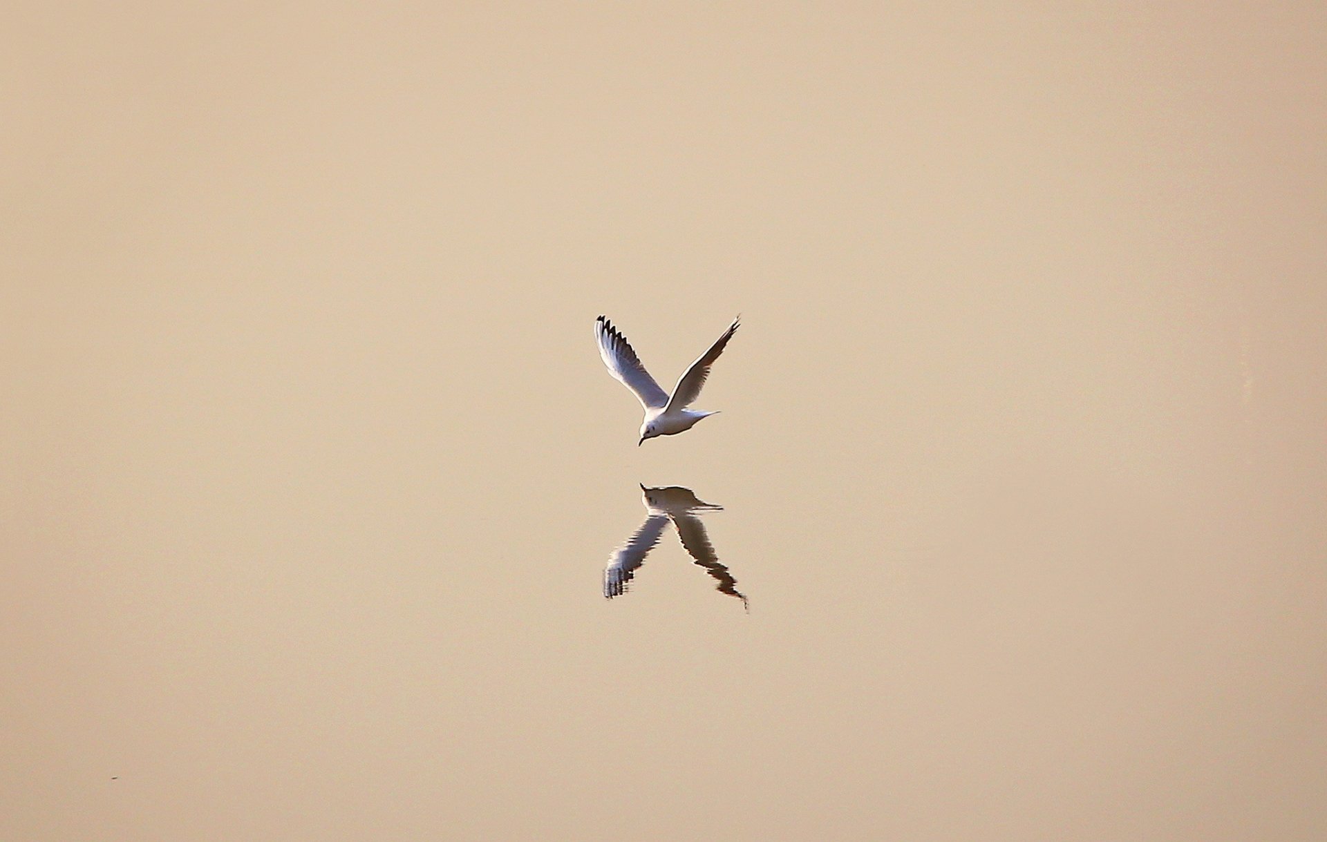 eau mouette réflexion