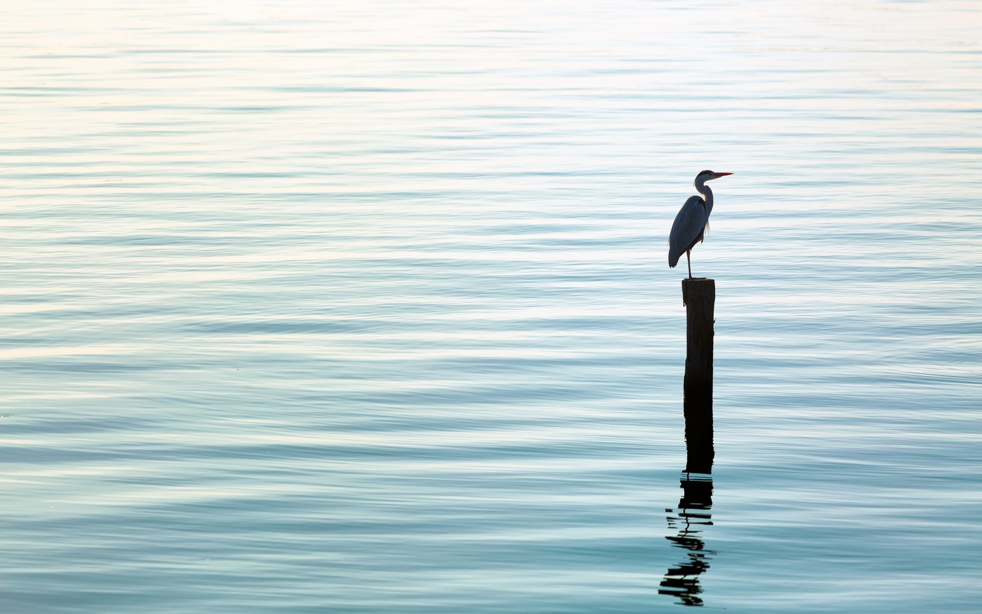 vogel wasser natur