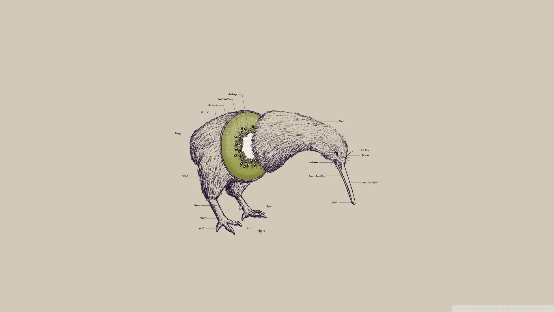 kiwi poultry do not have wings beak feet head