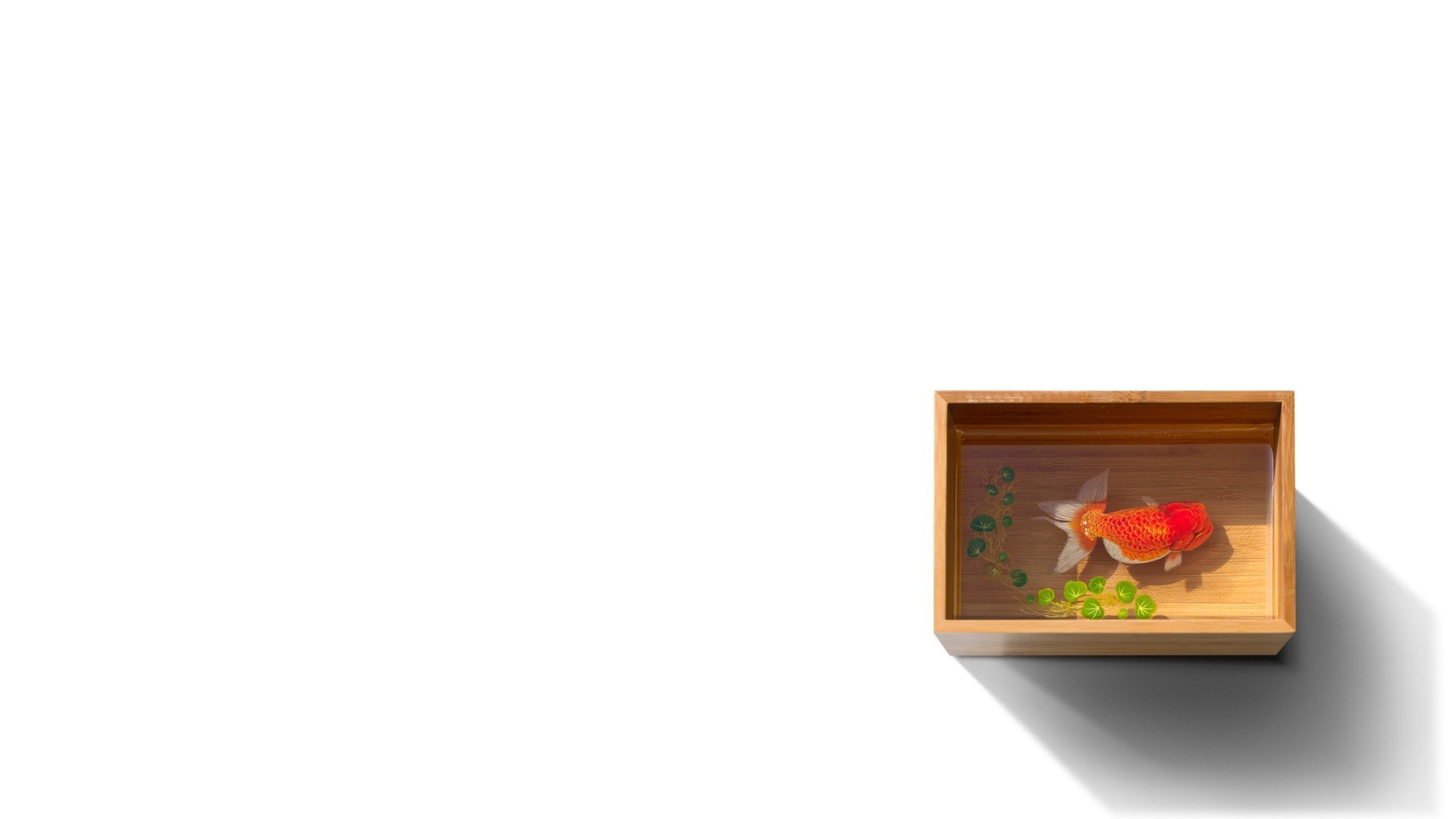 weißer hintergrund fisch goldfisch wasserbeere wasser box box