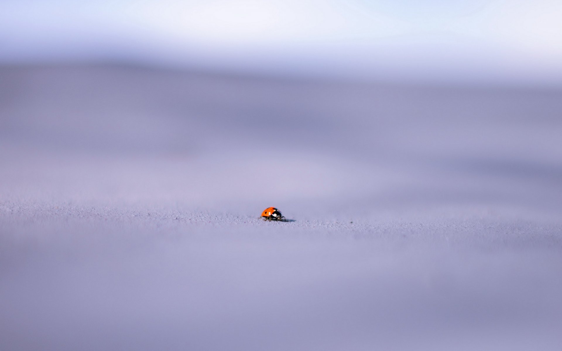 ladybug background close up