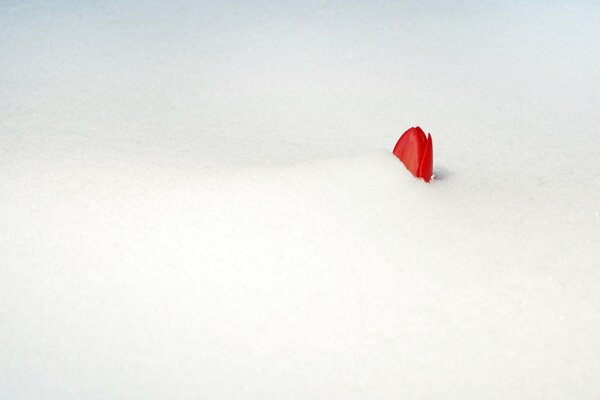 Rote Tulpenknospe mit Schnee bedeckt