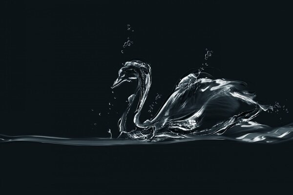 Hermoso cisne del agua sobre un fondo negro