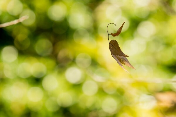 Das Herbstblatt schwingt im Wind