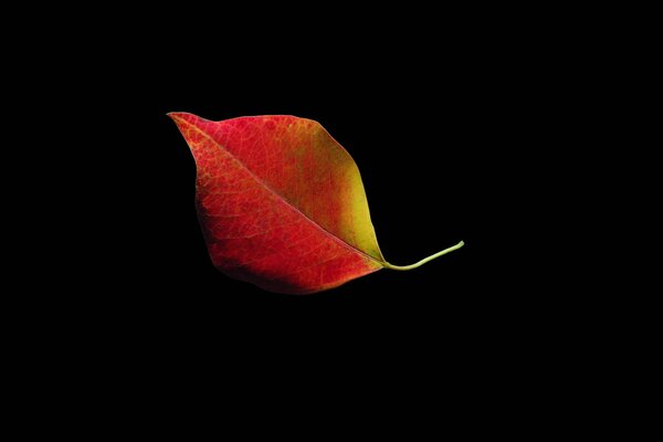 Hoja de otoño sobre fondo negro