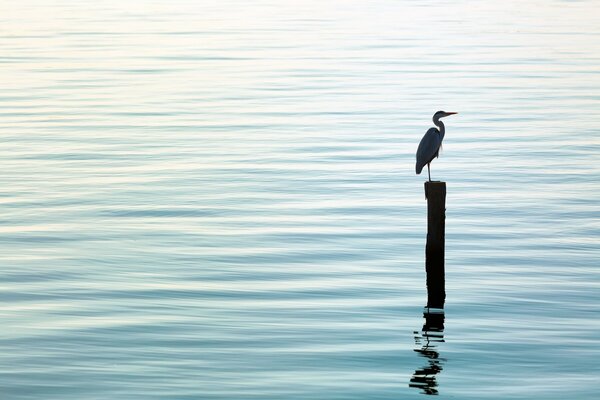 Oiseau sur un poteau assis dans la mer