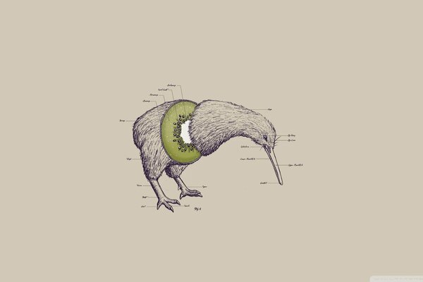 Pájaro kiwi sin alas con la cabeza baja