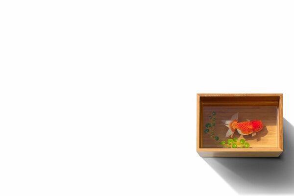 In a small box there is a small fish