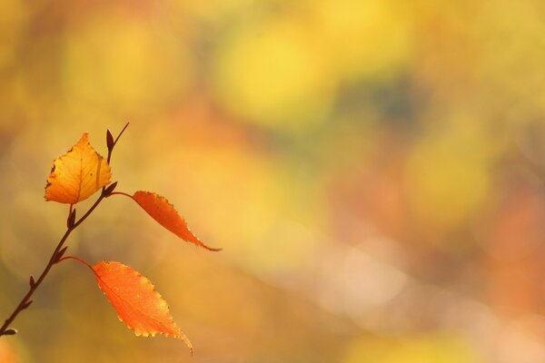 A branch with leaves on a blurry background of an autumn forest