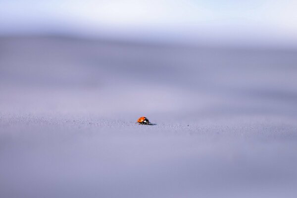 A small ladybug on a blurry background