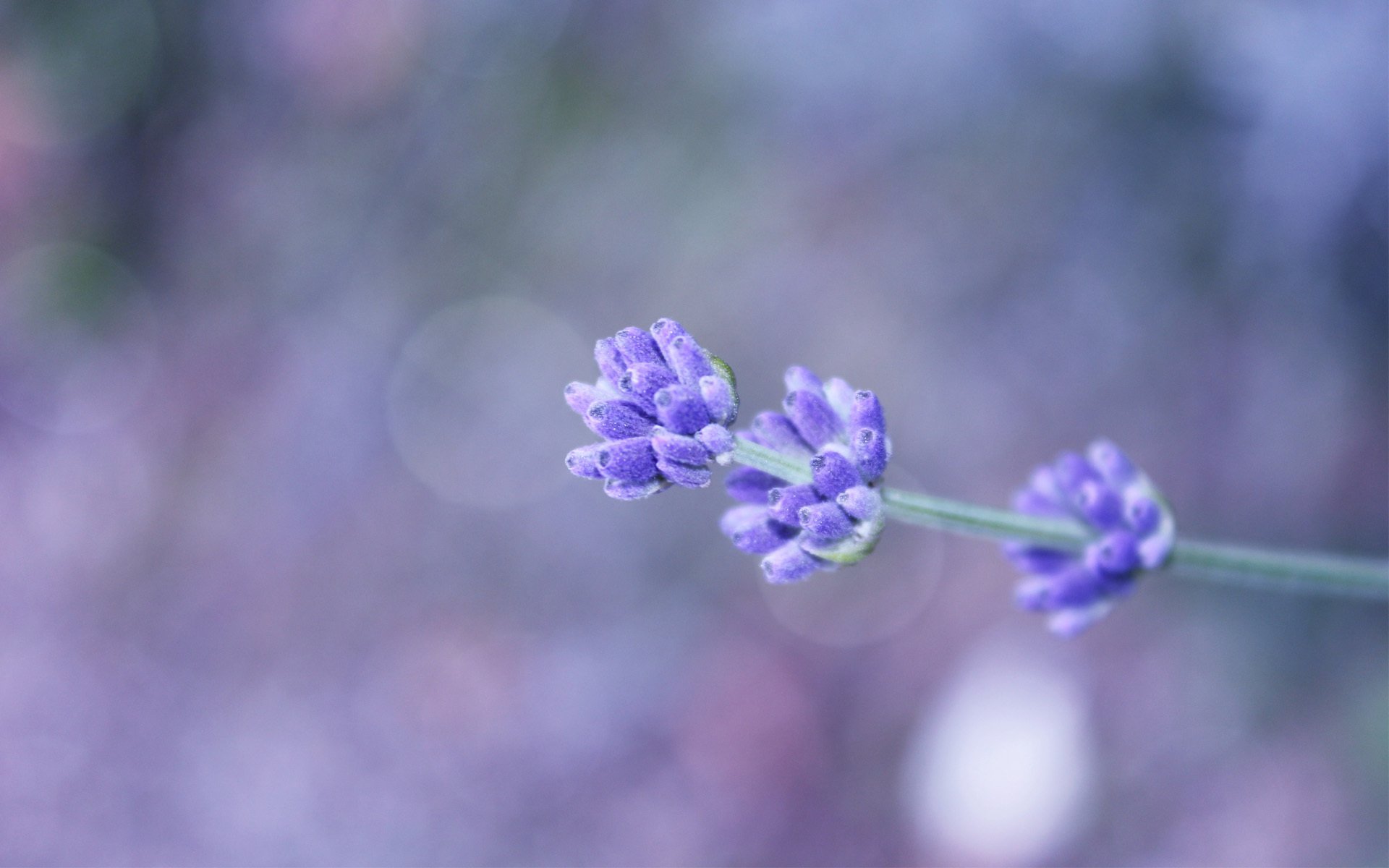 sfondo lilla fiore campo ramoscello bokeh